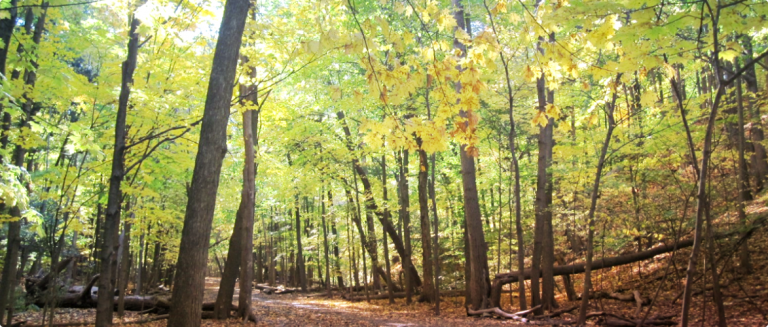 Moore Park (Bennington Heights)